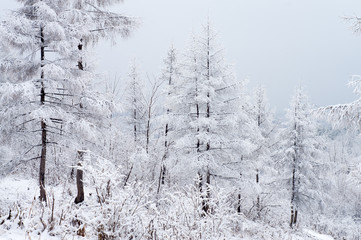 Forest Snow