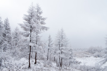Fototapeta na wymiar Forest Snow