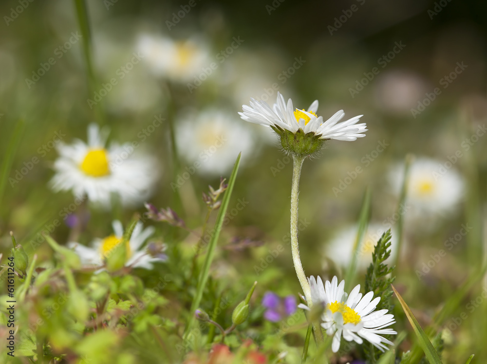 Sticker Lawn daisy, Bellis perennis