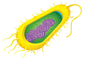 Bacteria cell