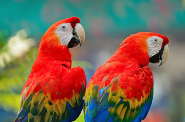 Scarlet Macaw