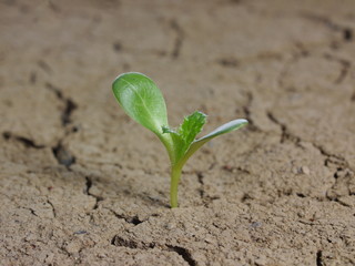 growing milk thistle