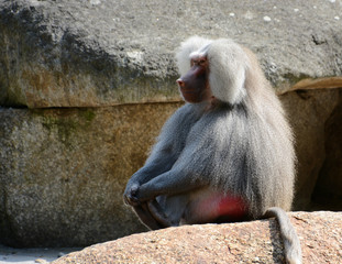Male hamadryas baboon sitting on a rock