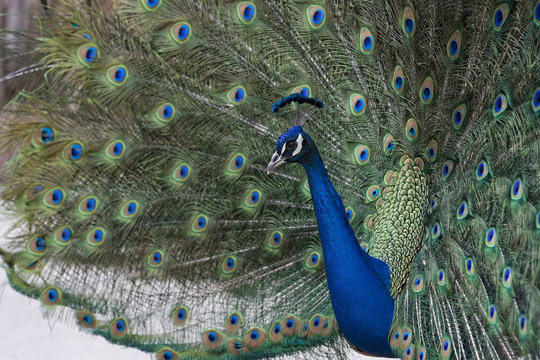 Peacock Showing off its Feathers