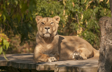 Fototapeta na wymiar Azjatycki lew