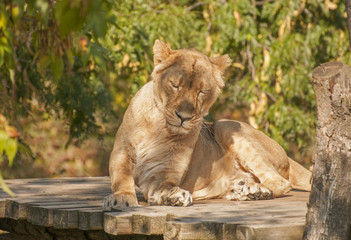 Asiatic lion