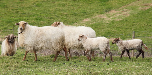 Fototapeta premium Ovejas con corderos de raza Carranzana. Lastres, Asturias.