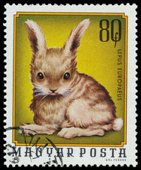 HUNGARY - CIRCA 1974: A stamp printed in Hungary shows image of