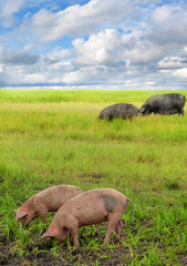 pigs in the field of wheat