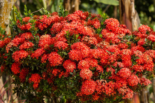 Red Ixora flowers