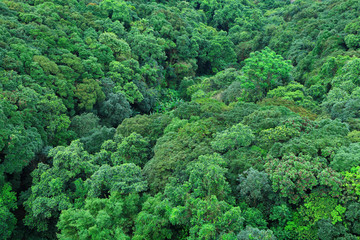 Forest on mountain