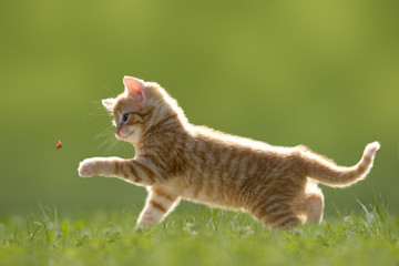 Junge Katze mit Marienkäfer, auf grüner Wiese