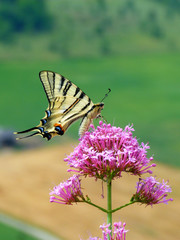 Papillon butine une fleur printemps 3