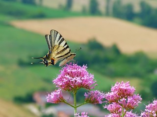 Papillon butine une fleur printemps