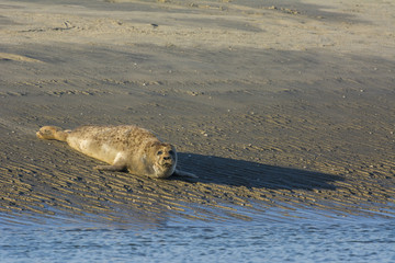 Fototapeta premium Les phoques de la côte Picarde en Baie d'Authie, à Berck-sur-m