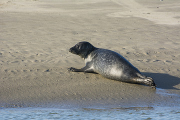 Obraz premium Les phoques de la côte Picarde en Baie d'Authie, à Berck-sur-m