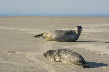 Les phoques de la côte Picarde en Baie d'Authie, à Berck-sur-m © Alonbou