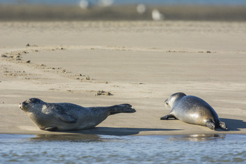 Fototapeta premium Les phoques de la côte Picarde en Baie d'Authie, à Berck-sur-m