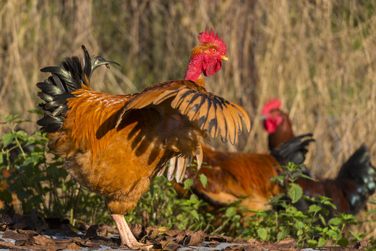 Poulets (Poules et coqs) de chair dans un &eacute;levage traditionnel