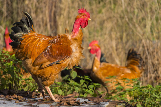 Poulets (Poules et coqs) de chair dans un &eacute;levage traditionnel