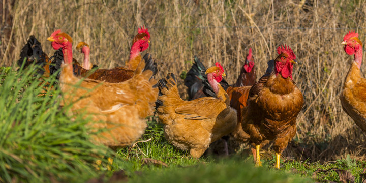 Poulets (Poules et coqs) de chair dans un &eacute;levage traditionnel