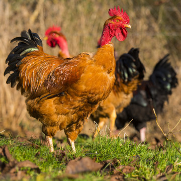Poulets (Poules et coqs) de chair dans un &eacute;levage traditionnel