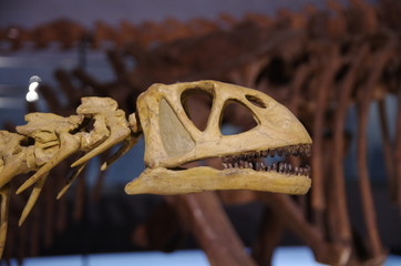 草食恐竜の頭
