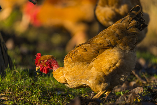 Poulets (Poules et coqs) de chair dans un &eacute;levage traditionnel