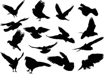 fifteen dove silhouettes isolated on white