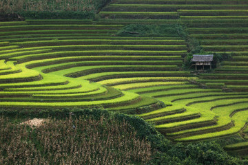 Reisfeld bei Mu Cang Chai, Provinz Yenbai, Vietnam