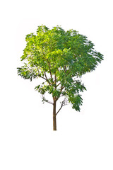 Fototapeta premium Tree isolate on a white background