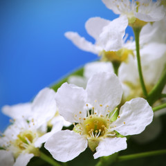 Fototapeta na wymiar spring flower on sky beckground