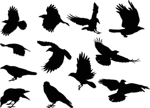 set of twelve crow silhouettes isolated on white