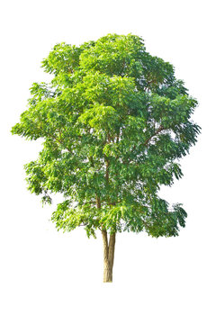 Tree isolate on a white background