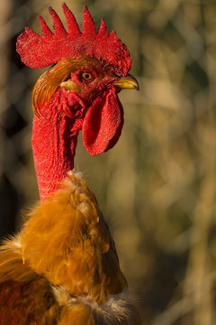 Poulets (Poules et coqs) de chair dans un &eacute;levage traditionnel
