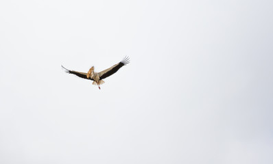 Stork preparing nest