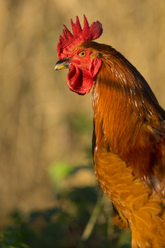 Poulets (Poules et coqs) de chair dans un &eacute;levage traditionnel