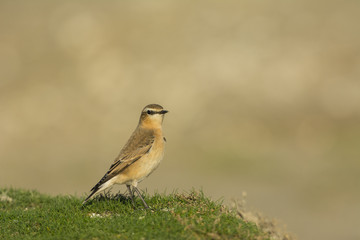 Traquet motteux (Oenanthe oenanthe - Northern Wheatear)