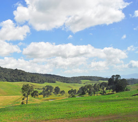 green field and blue sky