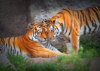 Obraz premium Para Tygrysów. Miłość w naturze.