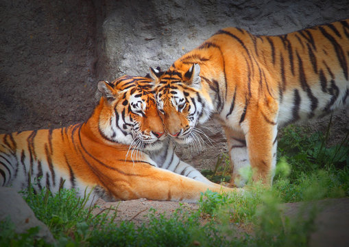 Fototapeta Tiger's couple. Love in nature.