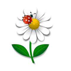 Camomile and ladybug