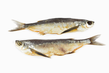 fish on the white background