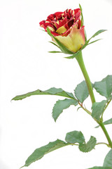 beautiful rose flower isolated on white background.