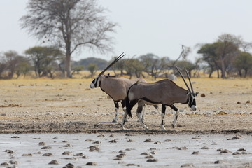 Oryx's at the waterhole in Nxai Pan NP