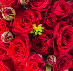 background of red roses