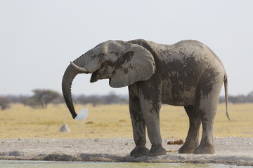 Dust covered elephant drinking water © hannesthirion