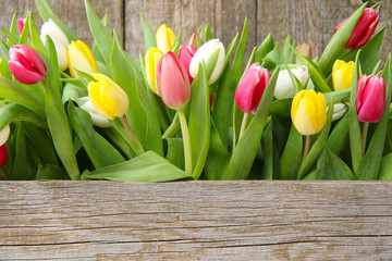 Plakaty  Tulipany