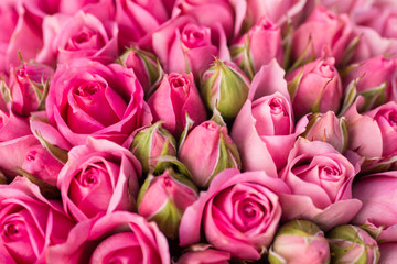 beautiful pink rose flowers