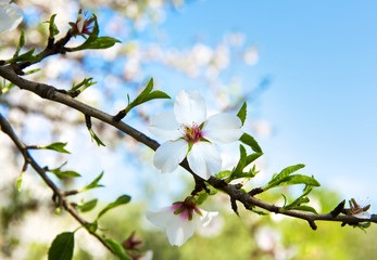 Almond tree